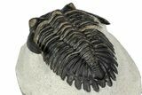 Detailed Hollardops Trilobite - Ofaten, Morocco #347776-5